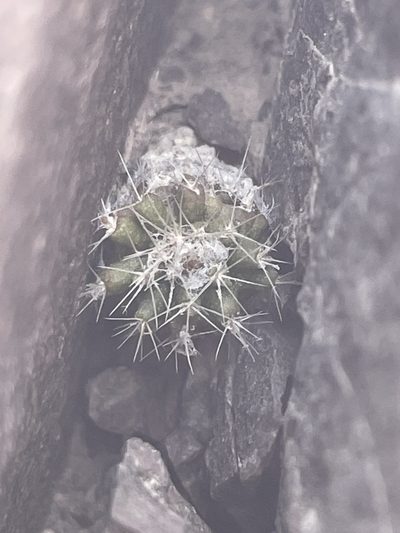 Rimacactus laui, photographed by Franco Capriroli