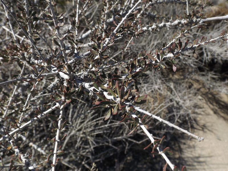 Tetracoccus hallii, photographed by Amy