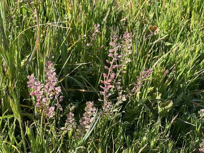 Lepidium nitidum, photographed by Chuck Wilson