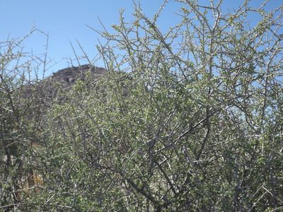 Prunus fasciculata, photographed by Amy
