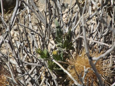 Trixis californica, photographed by Amy
