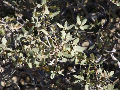 Quercus cornelius-mulleri, photographed by Amy