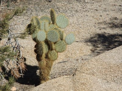 Opuntia chlorotica, photographed by Amy