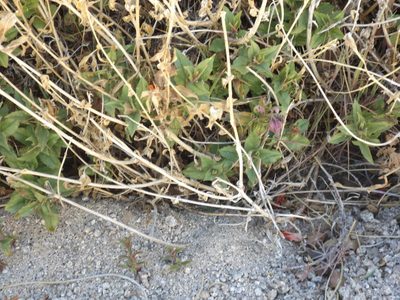 Epilobium canum, photographed by Amy
