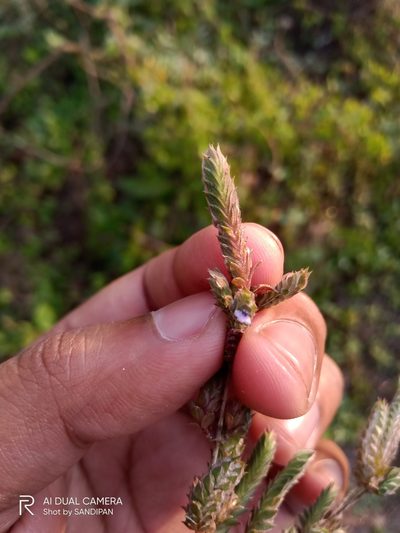 Rungia muralis, photographed by Sandipan Das