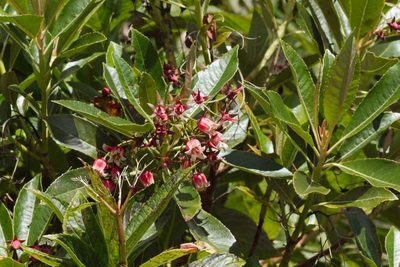 Forgesia racemosa, photographed by Benoit NABHOLZ
