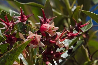 Forgesia racemosa, photographed by Benoit NABHOLZ