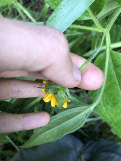 Elaphandra quinquenervis, photographed by Skjold Søndergaard