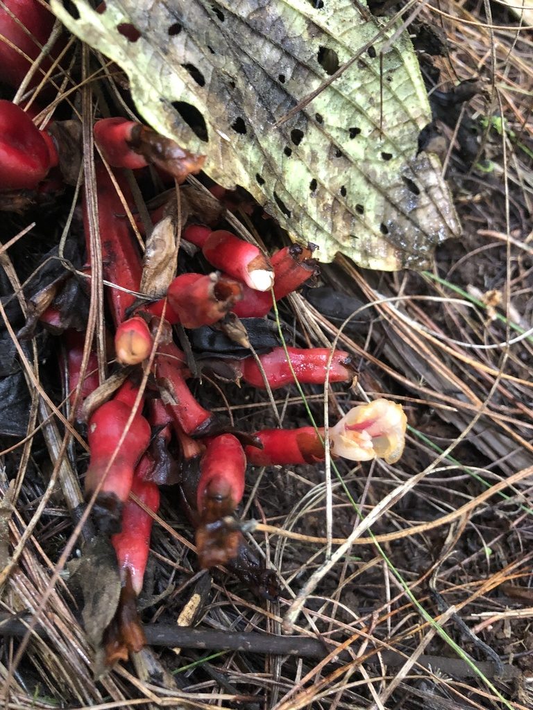 Renealmia ligulata, photographed by Skjold Søndergaard