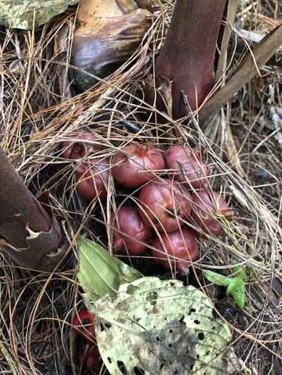 Renealmia ligulata, photographed by Skjold Søndergaard