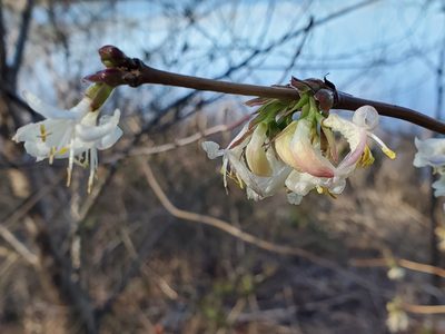 Lonicera fragrantissima, photographed by Tom Field