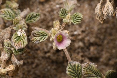 Tiquilia plicata, photographed by Trevor Van Loon
