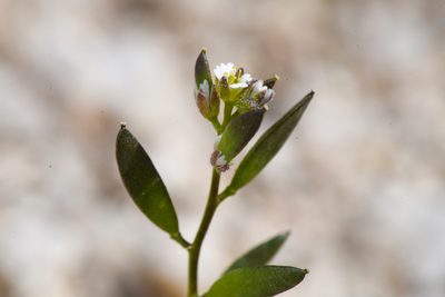Tomostima cuneifolia, photographed by Trevor Van Loon