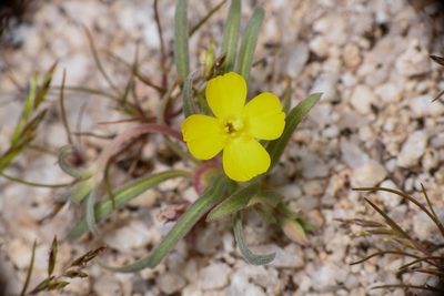 Camissoniopsis pallida, photographed by Trevor Van Loon