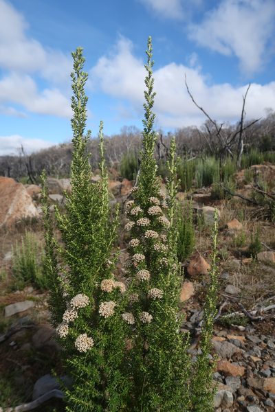Ozothamnus ericifolius, photographed by Cowirrie
