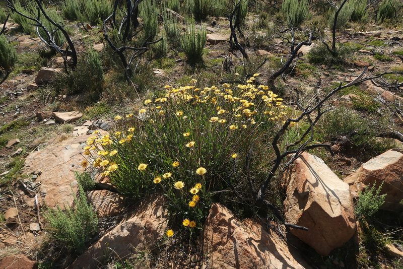 Xerochrysum subundulatum, photographed by Cowirrie