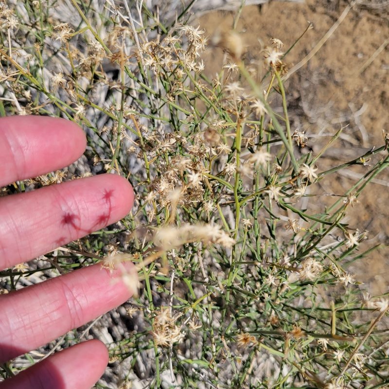Baccharis brachyphylla, photographed by Dan Horowitz