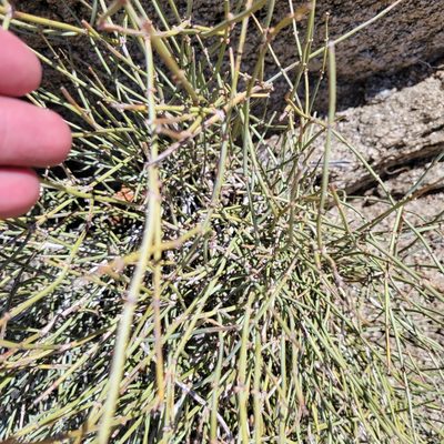 Ephedra aspera, photographed by Dan Horowitz