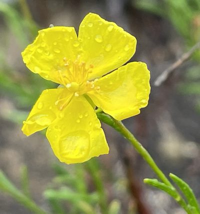 Crocanthemum aldersonii, photographed by Henrik Kibak