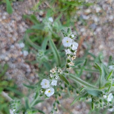 Johnstonella angustifolia, photographed by Dan Horowitz