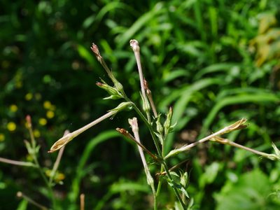 Nicotiana plumbaginifolia, photographed by Jacy Chen