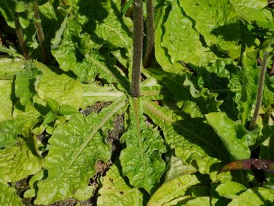 Nicotiana plumbaginifolia, photographed by Jacy Chen