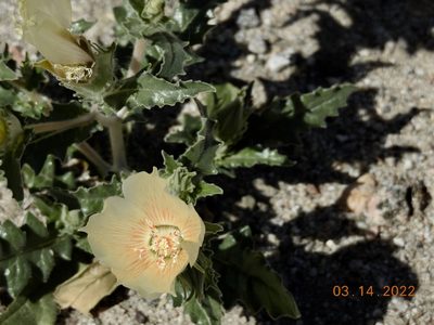 Mentzelia involucrata, photographed by Diana