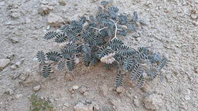 Dalea mollissima, photographed by Trevor Van Loon