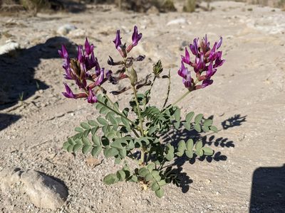 Astragalus crotalariae, photographed by Trevor Van Loon