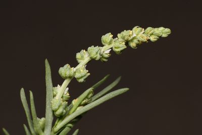 Oligomeris linifolia, photographed by Trevor Van Loon