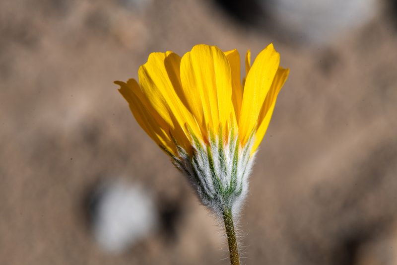 Geraea canescens, photographed by Trevor Van Loon