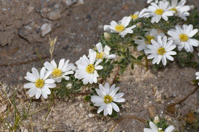 Monoptilon bellioides, photographed by Trevor Van Loon