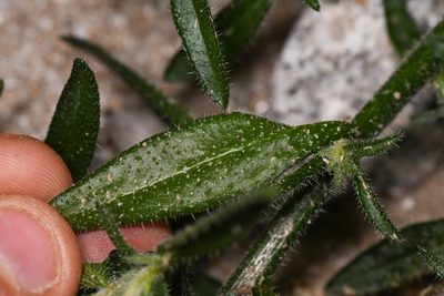 Johnstonella holoptera, photographed by Trevor Van Loon