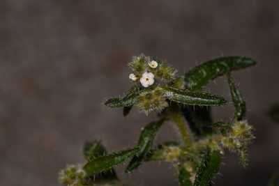 Johnstonella holoptera, photographed by Trevor Van Loon