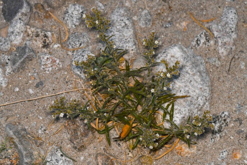 Johnstonella holoptera, photographed by Trevor Van Loon