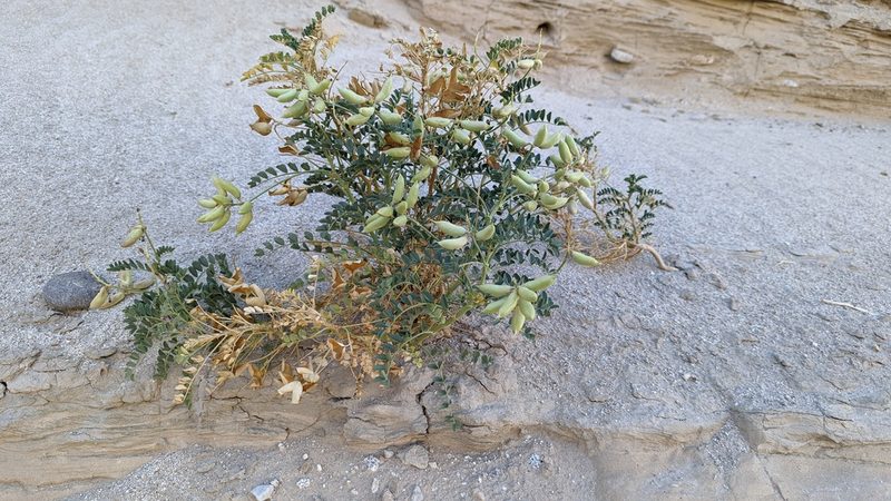Astragalus crotalariae, photographed by Trevor Van Loon