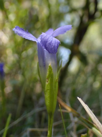 Gentianopsis simplex, photographed by Martin Purdy