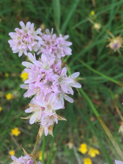 Armeria beirana, photographed by Andre Hosper