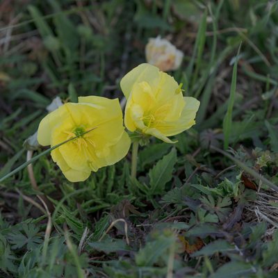 Oenothera triloba