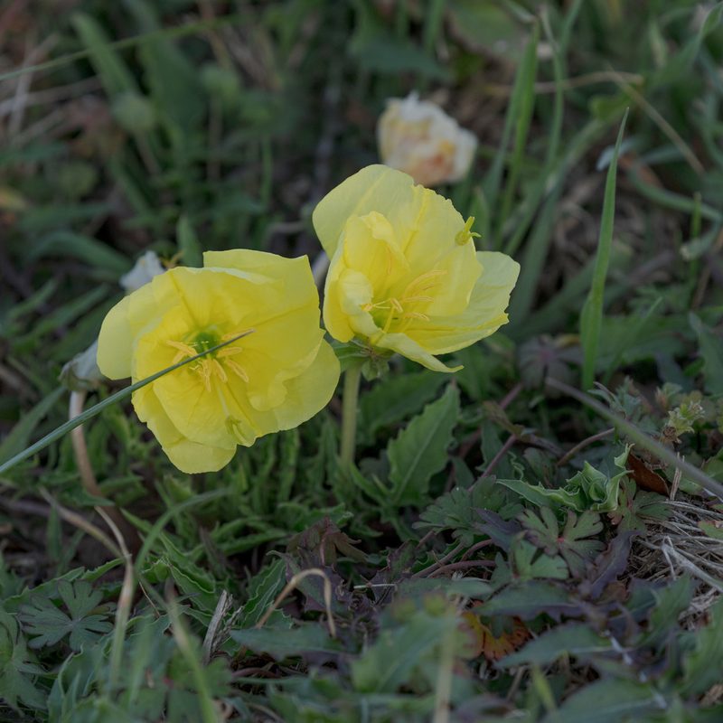 Oenothera triloba, photographed by Victor Engel