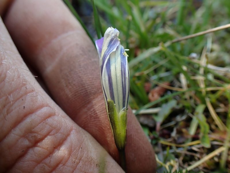 Gentianopsis holopetala, photographed by Martin Purdy