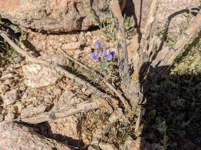 Lupinus sparsiflorus, photographed by terhuneb