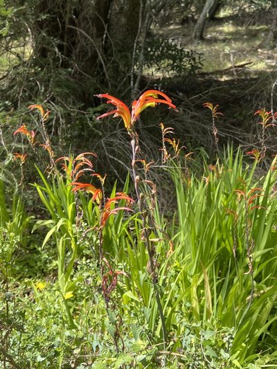 Chasmanthe bicolor, photographed by Leroy Parker