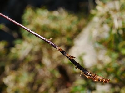 Dryopteris cacaina, photographed by Jacy Chen