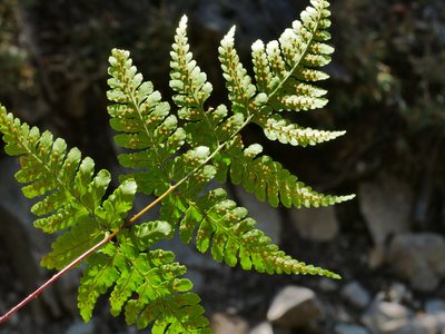 Dryopteris cacaina, photographed by Jacy Chen