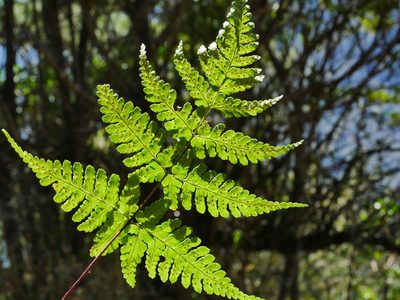 Dryopteris cacaina, photographed by Jacy Chen