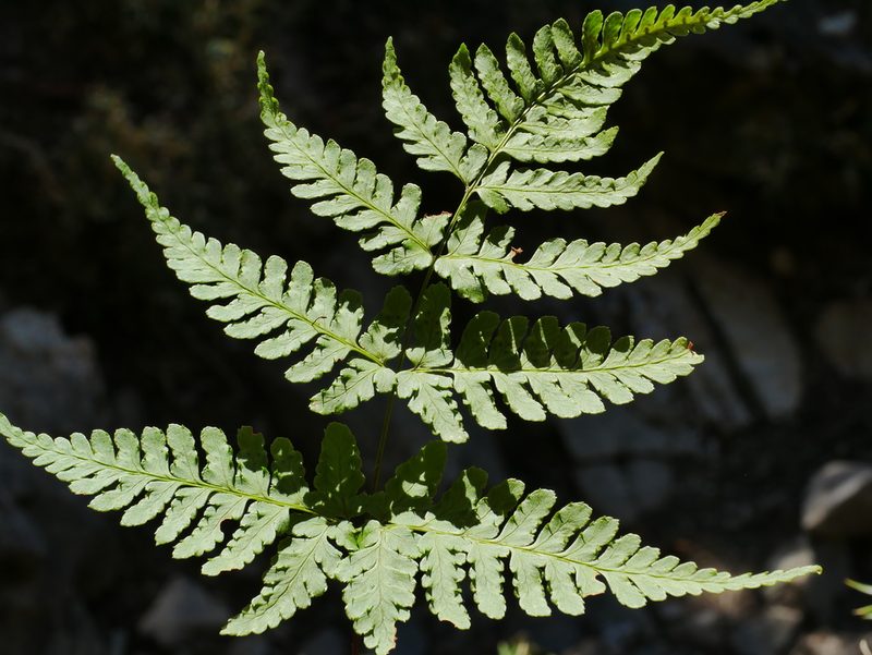 Dryopteris cacaina, photographed by Jacy Chen