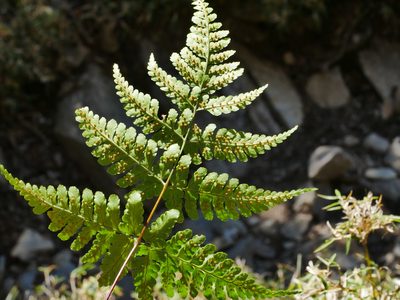 Dryopteris cacaina, photographed by Jacy Chen