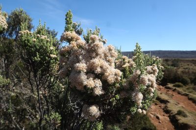 Ozothamnus ericifolius, photographed by Cowirrie
