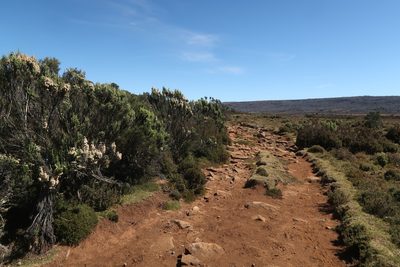 Ozothamnus ericifolius, photographed by Cowirrie